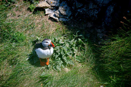 Atlantic Puffin, fratercula arctica, Flamborough Headland, East Riding