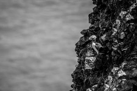 Atlantic Puffin, fratercula arctica, Flamborough Headland, East Riding