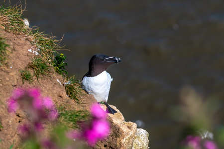 Razorbill bird, Alca torda, perched on a cliff edgeの写真素材