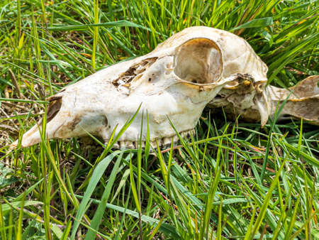 Skeleton remains of muntjac deer, Muntiacus reevesiの写真素材