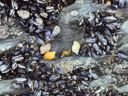 Crustaceans and snails Barricane Beach, Woolacombe, Devon, UK