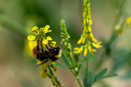 Red tailed bumblebee, bombus lapidarius, collecting pollen from yellow wild flowers