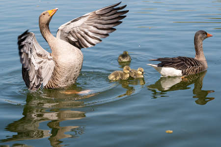 Greylag geese, anser anser, with young goslings swimming on a lakeの写真素材