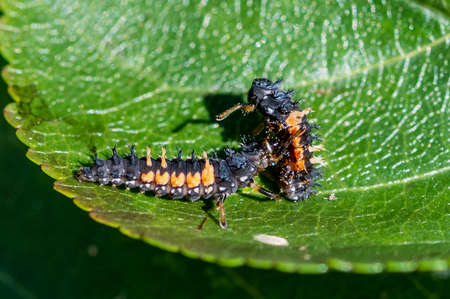 Cannibalism with the larva of a Harlequin ladybug beetle, Harmonia axyridis, eating a larva of the...