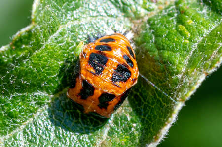 Greenfly on the shell of a pupa harlequin ladybird