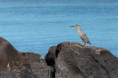 Striated Heron, butorides striata, perched on a fishing boat, Tombeau Bay, Mauritiusの写真素材