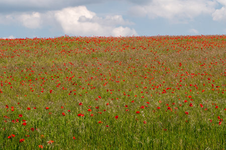 Field of poppies in bloom, Stony Hills, Hertfordshire, UKの写真素材