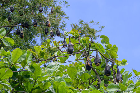 Mauritian fruit bat or flying fox, pteropus niger, hanging from tree branchesの写真素材