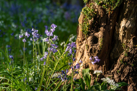 Bluebells and whitebells, Shanklin, Isle of Wight, UKの写真素材