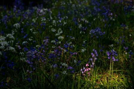 Bluebells and whitebells, Shanklin, Isle of Wight, UKの写真素材