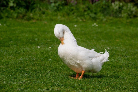 Large white heavy duck also known America Pekin Duck, Long Island Duck, Pekin or Aylesbury Duck, Anas platyrhynchos domesticusの写真素材