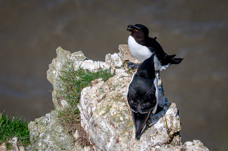 Pair of razorbills, Alca torda, perched on rocksの写真素材