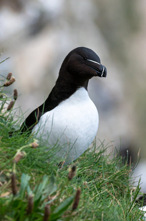 Razorbill, Alca torda, perched on rocksの写真素材