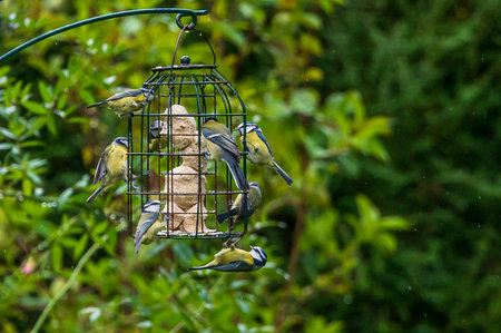 Bluetit birds, cyanistes caeruleus, on a garden suet feederの写真素材
