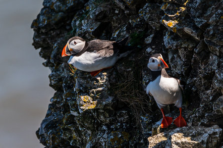 Atlantic puffins, ratercula arctica, perched on a rocky cliffの写真素材