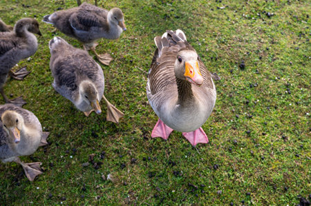 Adult greylag geese with goslings, anser anserの写真素材