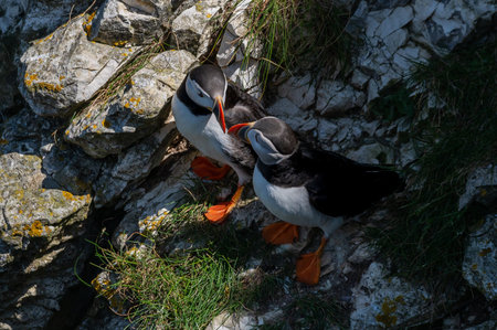 Atlantic Puffins, Fratercula arctica, perched on rocks, Yorkshire, UKの写真素材