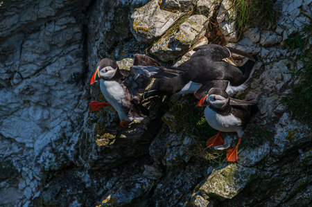 Atlantic Puffins, Fratercula arctica, perched on rocks, Yorkshire, UKの写真素材