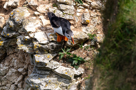 Atlantic Puffins, Fratercula arctica, leaning forward to another rock, Yorkshire, UKの写真素材