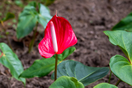 Anthurium flower, also known as the flamingo flower, flamingo lily, boy flower, oilcloth flower or...
