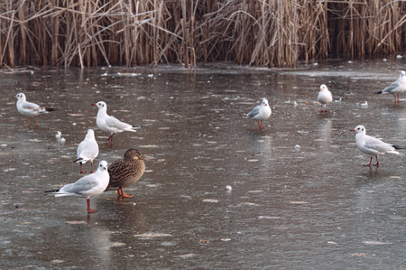 Ducks and seagulls walking on frozen lakeの写真素材