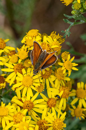 Small skipper butterfly, thymelicus sylvestris, collecting nectar pollen from ragwortの写真素材