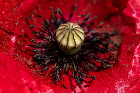 Red poppy flowersの写真素材