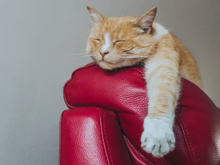 Ginger cat stretched out on the back of a chairの写真素材