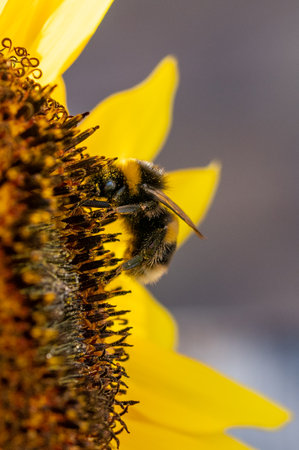 Bumblebee collecting pollen from a sunflower in bloom