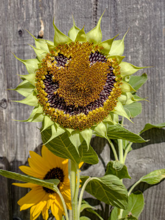 Seeds taken away to create sunflower smiling faceの写真素材