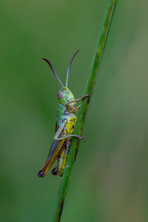 Meadow grasshopper, Chorthippus parallelus, resting on a blade of grassの写真素材