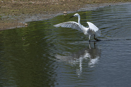 Little egret, egretta garzetta, wading through a lake searching for foodの写真素材