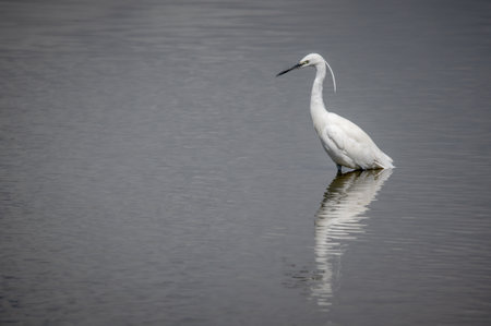 Little egret, egretta garzetta, wading through a lake searching for foodの写真素材