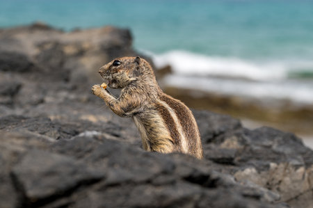 Barbary ground squirrel, atlantoxerus getulus, is endemic to the Atlas mountains in Morocco parts of Algeria. They were introduced to Fuertevetura in 1965 and are widespread across the islandの写真素材
