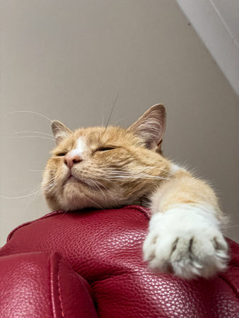 Ginger cat stretched out on the back of a chairの写真素材