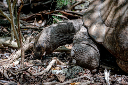 Aldabra giant tortoise, Mauritius. Over 100 years ago, Mauritian Giant Tortoise became extinct and tortoises from Aldabra Island, Seychelles were importedの写真素材