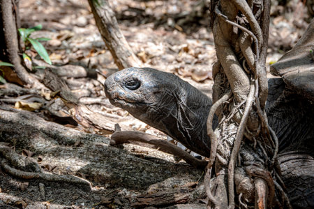 Aldabra giant tortoise, Mauritius. Over 100 years ago, Mauritian Giant Tortoise became extinct and tortoises from Aldabra Island, Seychelles were importedの写真素材