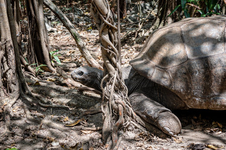 Aldabra giant tortoise, Mauritius. Over 100 years ago, Mauritian Giant Tortoise became extinct and tortoises from Aldabra Island, Seychelles were importedの写真素材