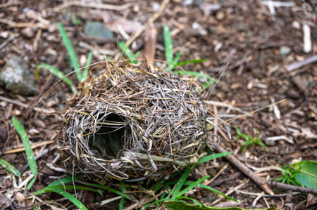 Nest of the weaver bird, Mauritiusの写真素材