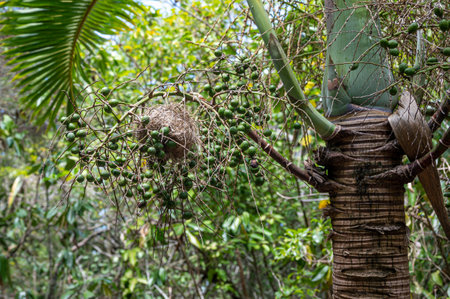 Red fruit of the foxtail palm tree, Wodyetia bifurcata, Mauritius, Africa