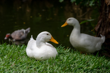 Large white heavy duck also known America Pekin Duck, Long Island Duck, Pekin or Aylesbury Duck, Anas platyrhynchos domesticusの写真素材