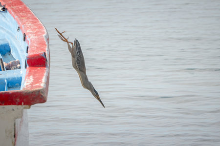 Striated Heron, butorides striata, Tombeau Bay, Mauritiusの写真素材