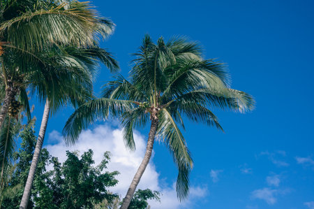 Palm trees, Mauritius Island, Africaの写真素材