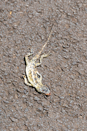 Road kill with a squashed deal lizard on the road, Mauritiusの写真素材
