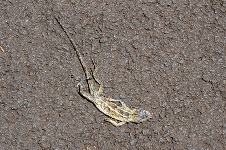 Road kill with a squashed deal lizard on the road, Mauritiusの写真素材