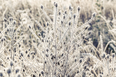 Hoar frost has a distinctive feathery look from ice crystals that form when water vapour in the air comes into contact with an object that is below freezing. Ice crystals continue to grow as more water vapour is frozen.の写真素材