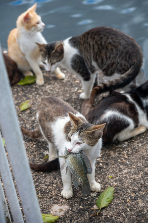 Stray cats hunting for fish at Ganga Talao Temple, Grand Bassin, Black River Gorges, Mauritiusの写真素材