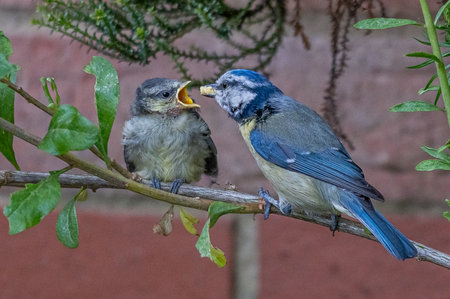 Bluetit fledgling, cyanistes caeruleus, being fed suet feed by adult bird, Hertfordshire, UKの写真素材