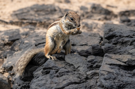 Barbary ground squirrel, atlantoxerus getulus, is endemic to the Atlas mountains in Morocco parts of...