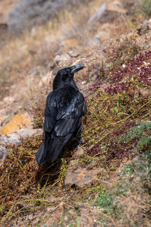 Common raven, corvus corax, amongst the arid landscape near Betamcuria, Fuerteventura, Canary Islands, Spainの写真素材